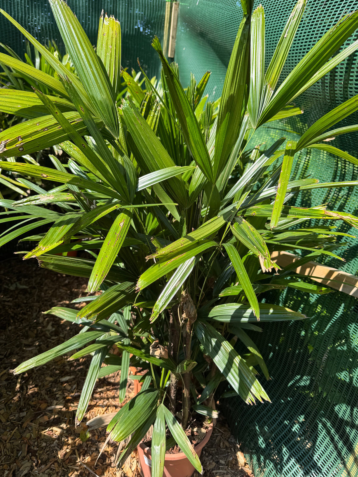 Rhapis excelsa (Lady Palm)