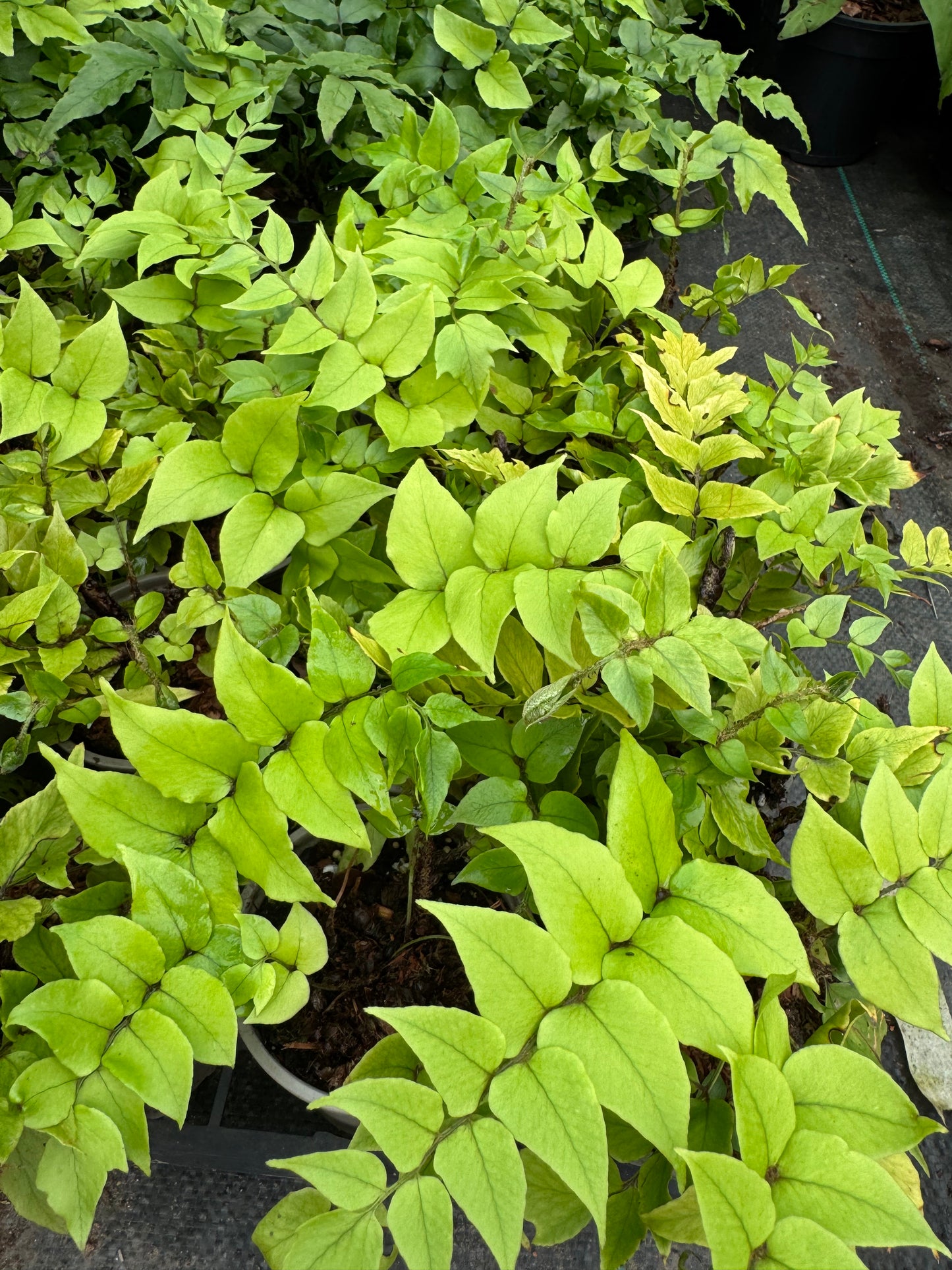 Cyrtomium fortunei