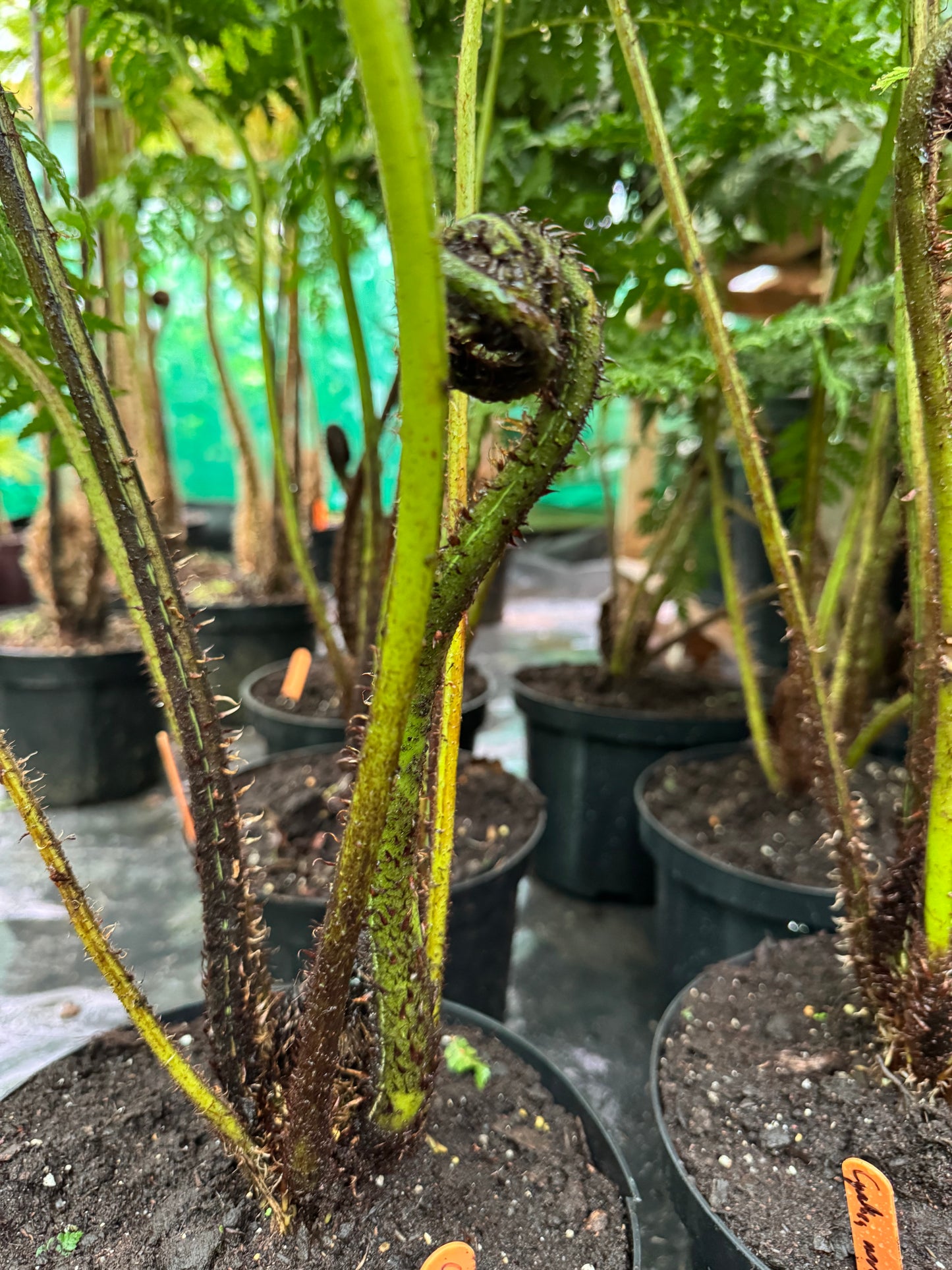 Cyathea nova-caledoniae ( Sphaeropteris novae-caledoniae )