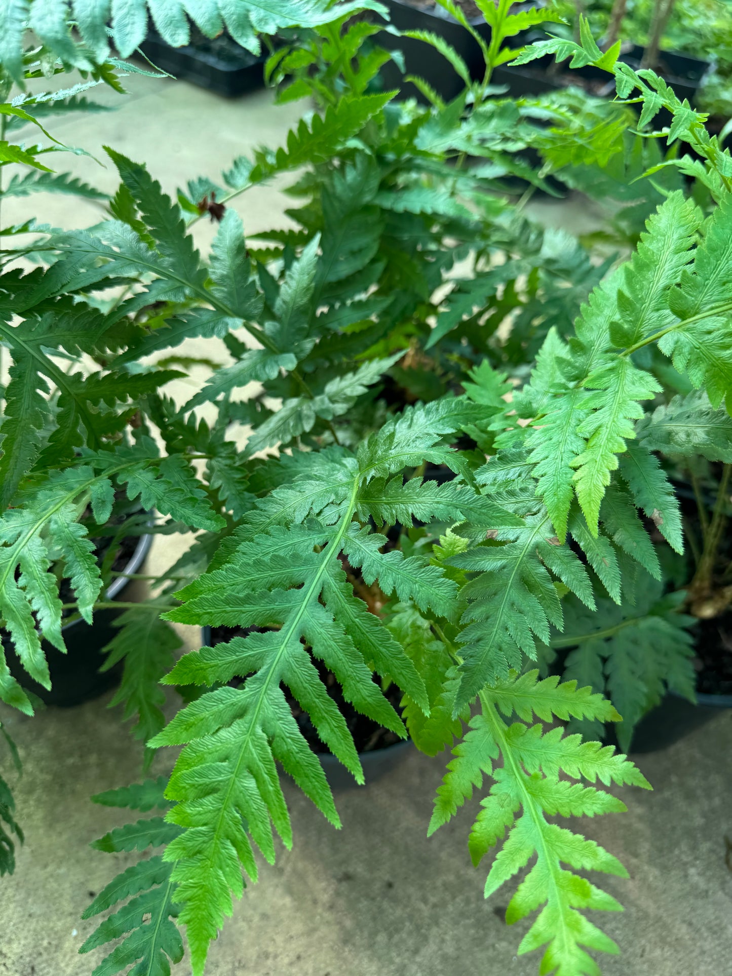 Woodwardia fimbriata 2 litre pot