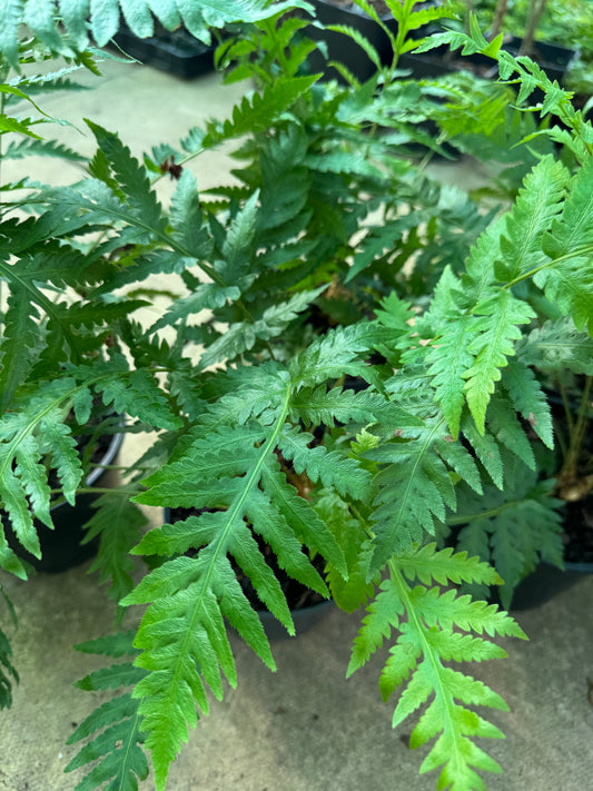 Woodwardia fimbriata 2 litre pot