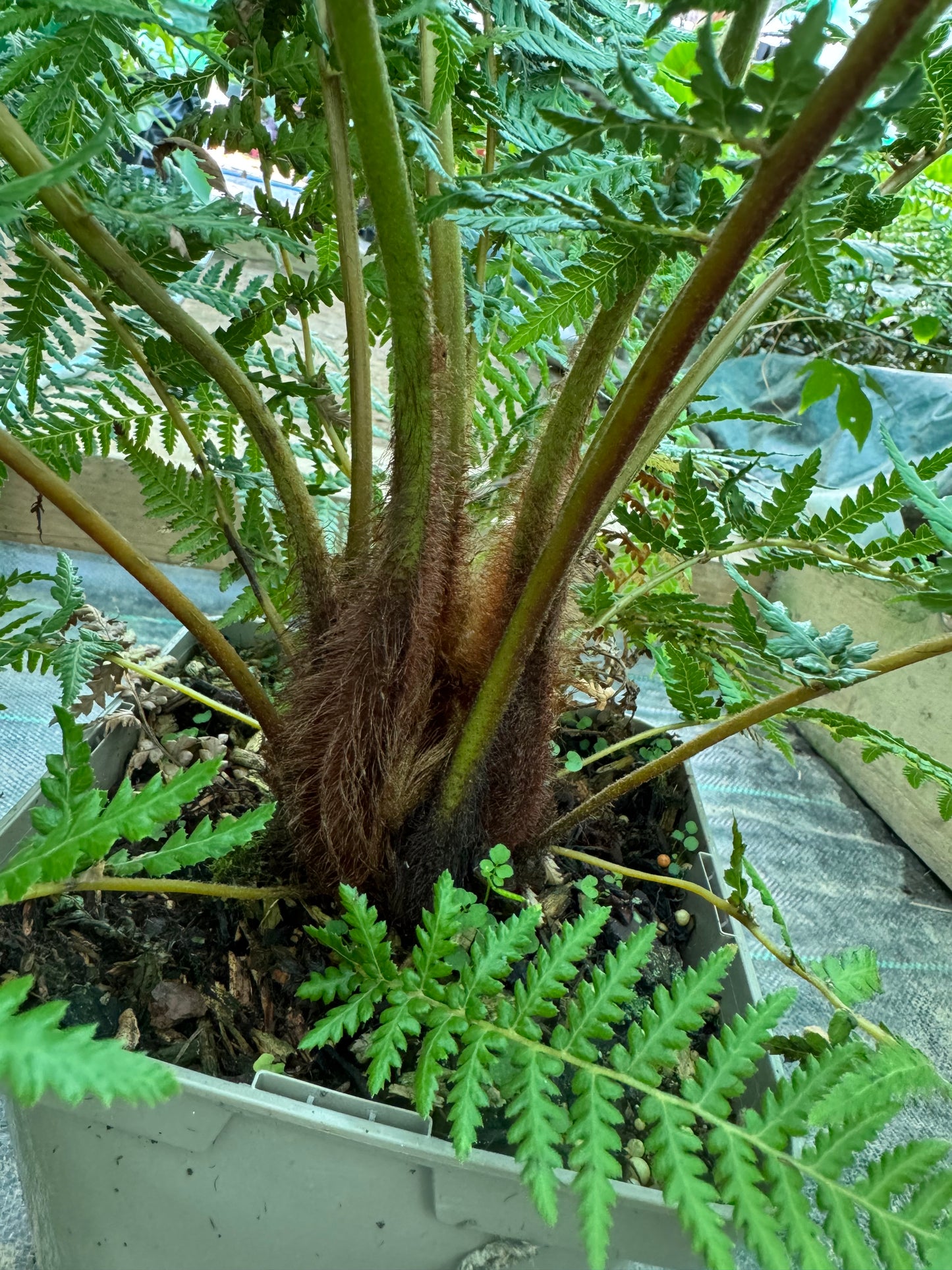 Dicksonia fibrosa Tree fern medium