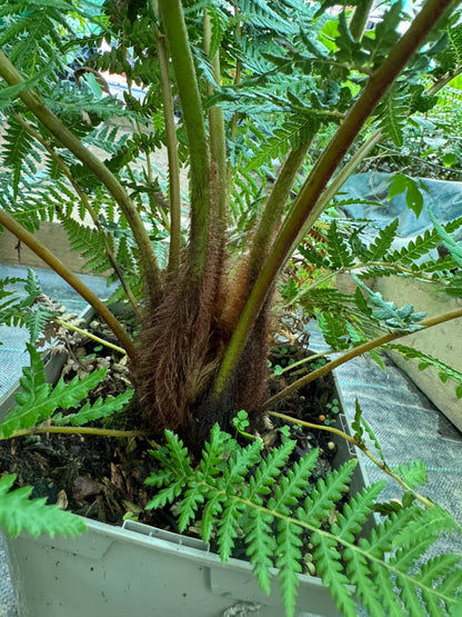 Dicksonia fibrosa Tree fern medium