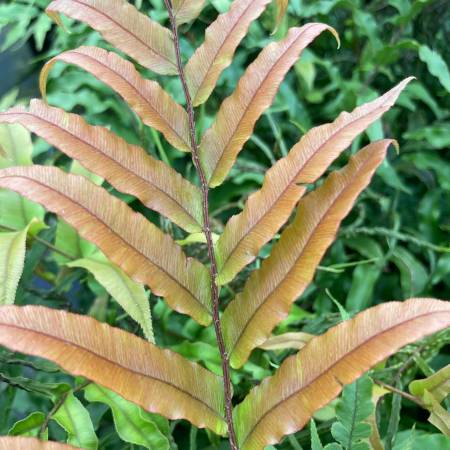 Blechnum novae zealandiae