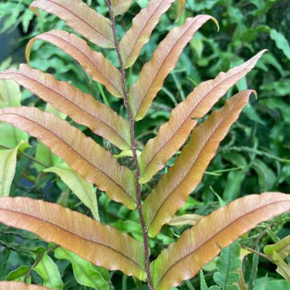 Blechnum novae zealandiae