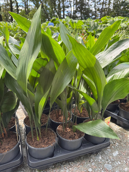 Aspidistra elatior