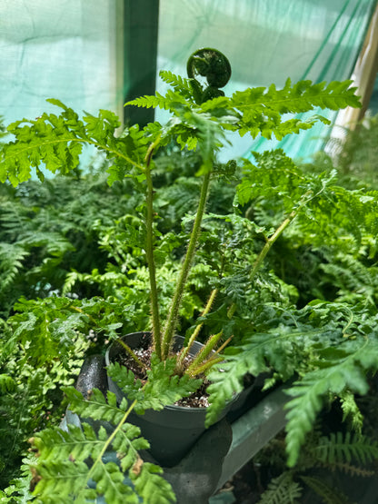 Cyathea × 'Aussie Larrikin' (Little Aussie Larrikin Tree Fern) – 12cm Pot