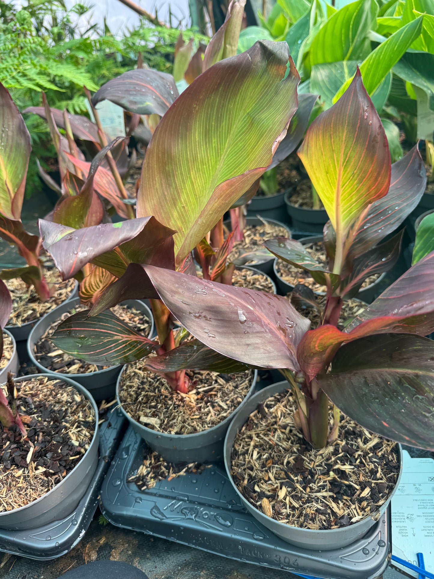 Canna 'Tropicanna' (Variegated Indian Shot)