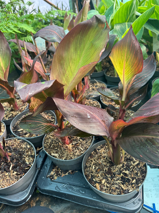 Canna 'Tropicanna' (Variegated Indian Shot)