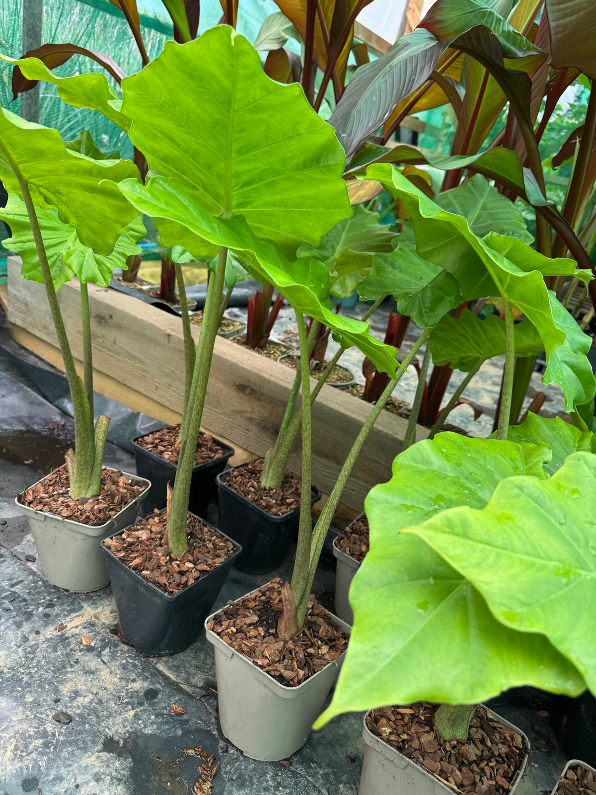 Alocasia x portodora