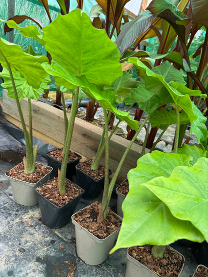 Alocasia x portodora