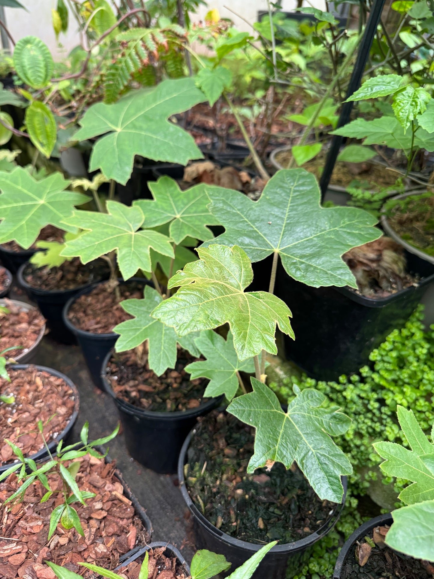 Tetrapanax Papyrifer Small