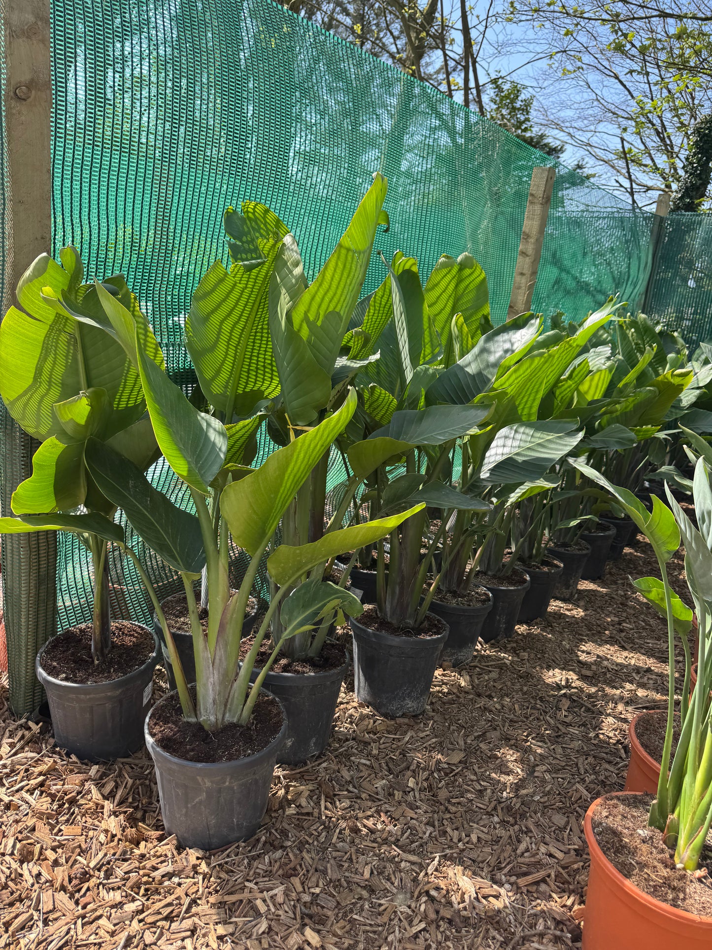 Strelitzia augusta