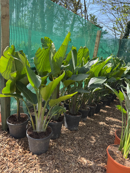 Strelitzia augusta