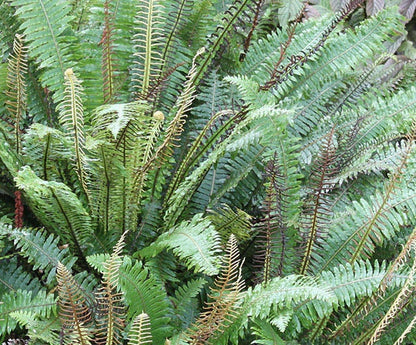 Blechnum discolor