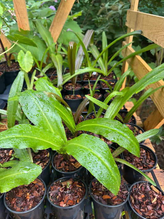 Eucomis lucky dip!