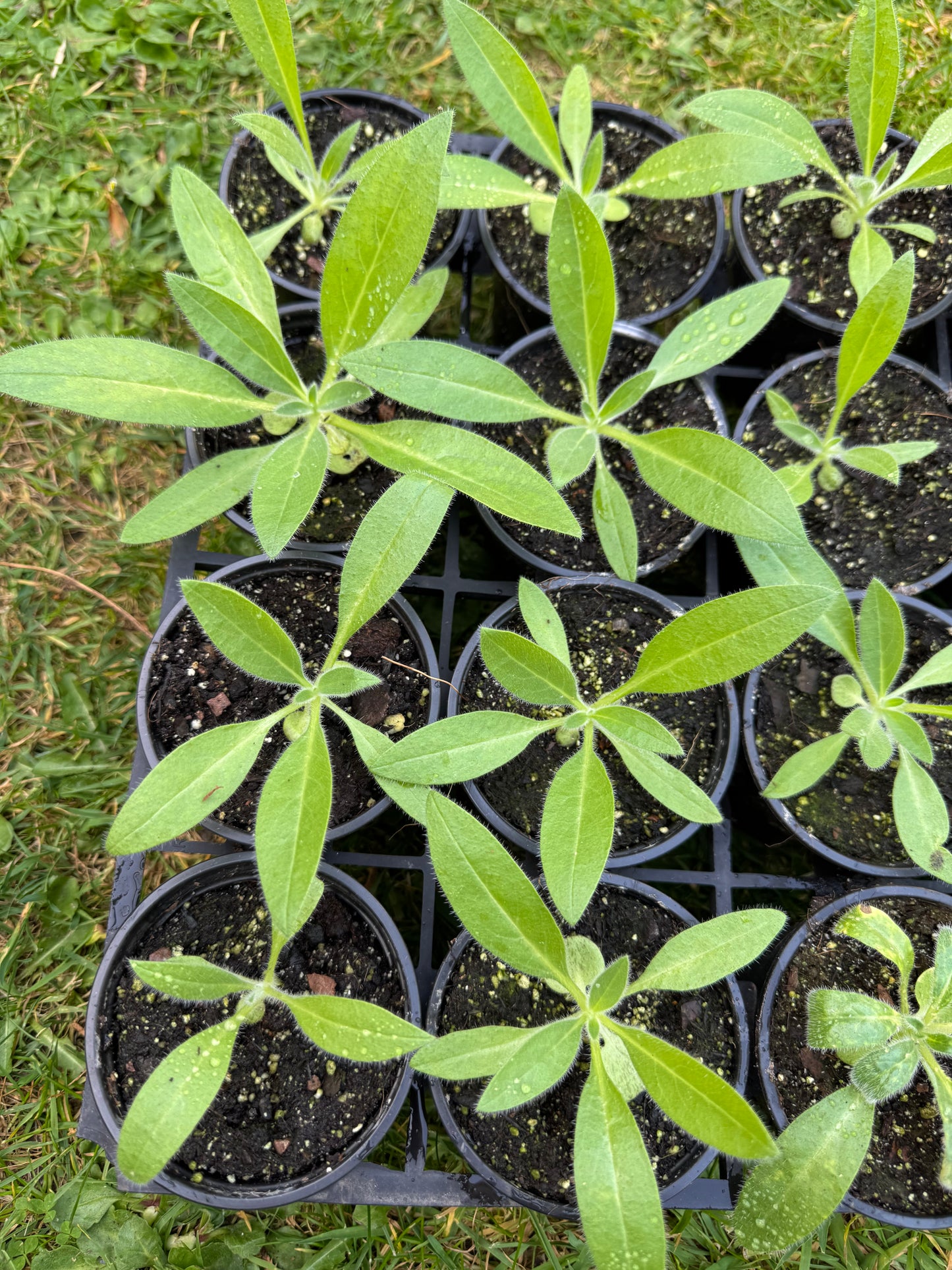 Echium Wildpretii