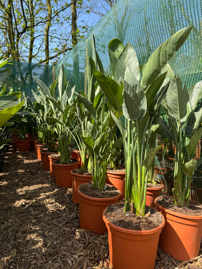 Strelitzia reginae large