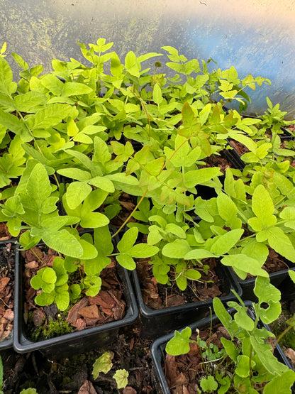 Osmunda regalis-Royal fern