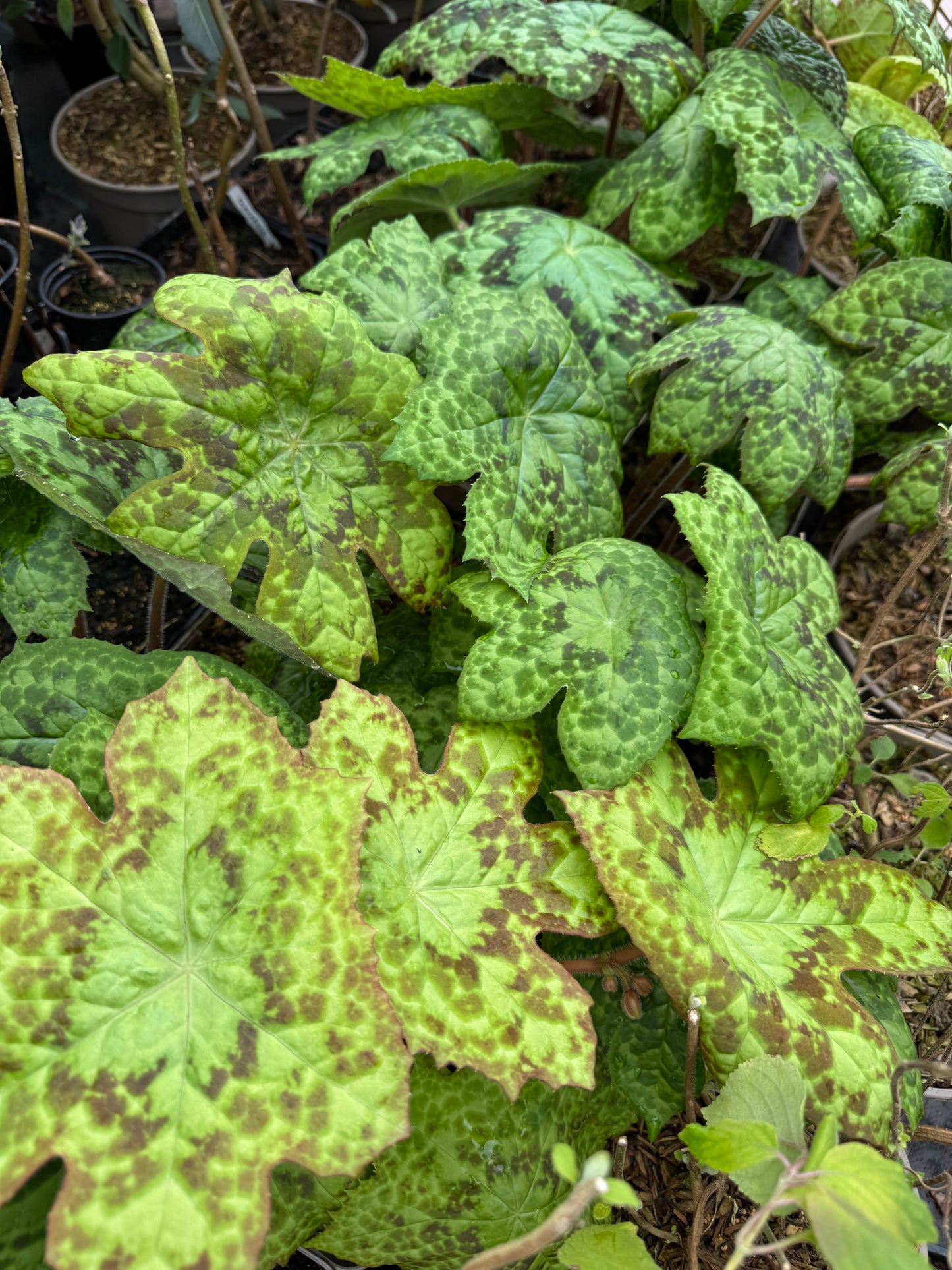 Podophyllum ‘Spotty Dotty’