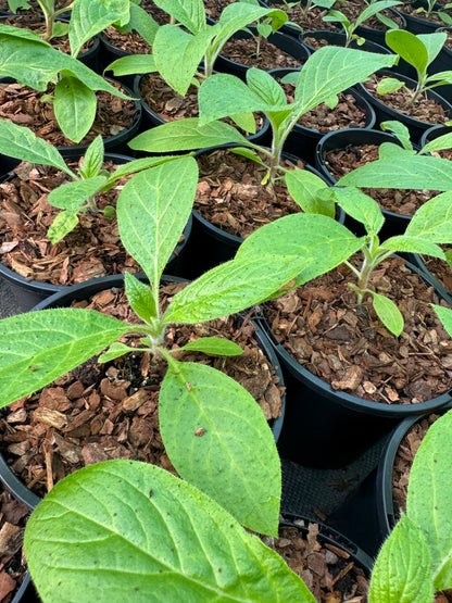 Echium Pininana (Pink Fountain)