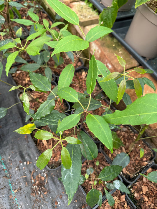 Schefflera alpina