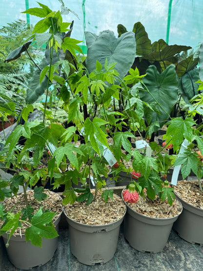 Abutilon 'Red Tiger'