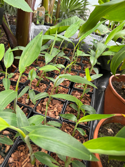 Musa nagensium