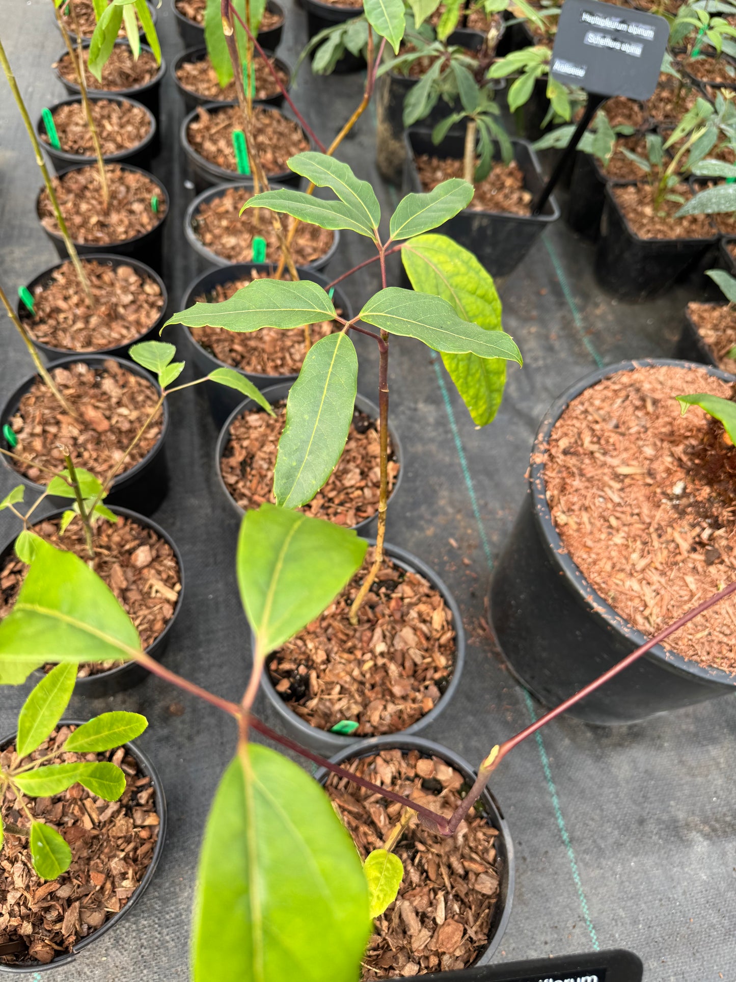 Schefflera pauciflora