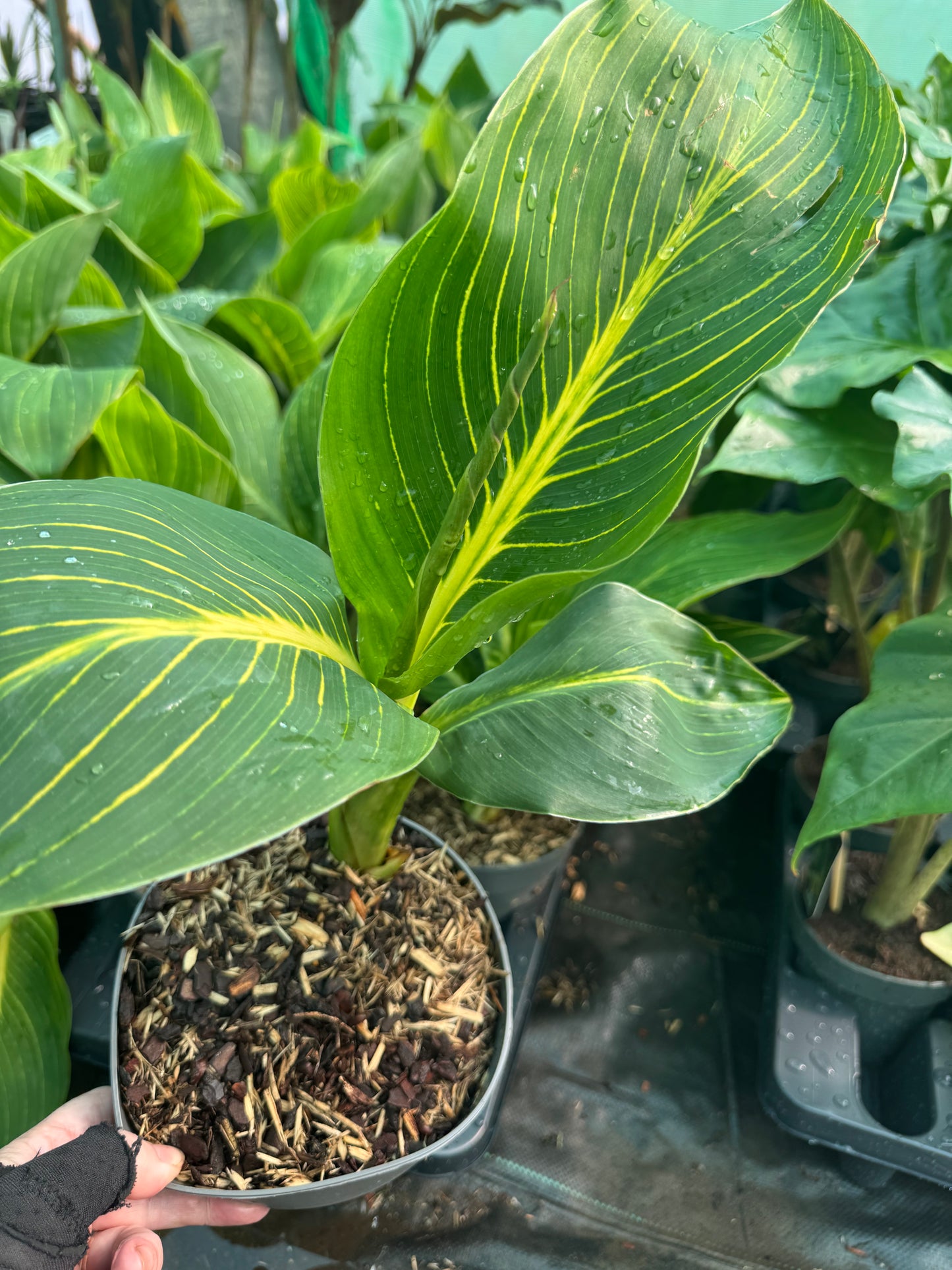 Canna 'Tropicanna Gold' (Variegated Indian Shot)