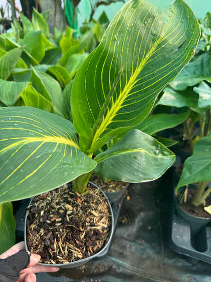 Canna 'Tropicanna Gold' (Variegated Indian Shot)