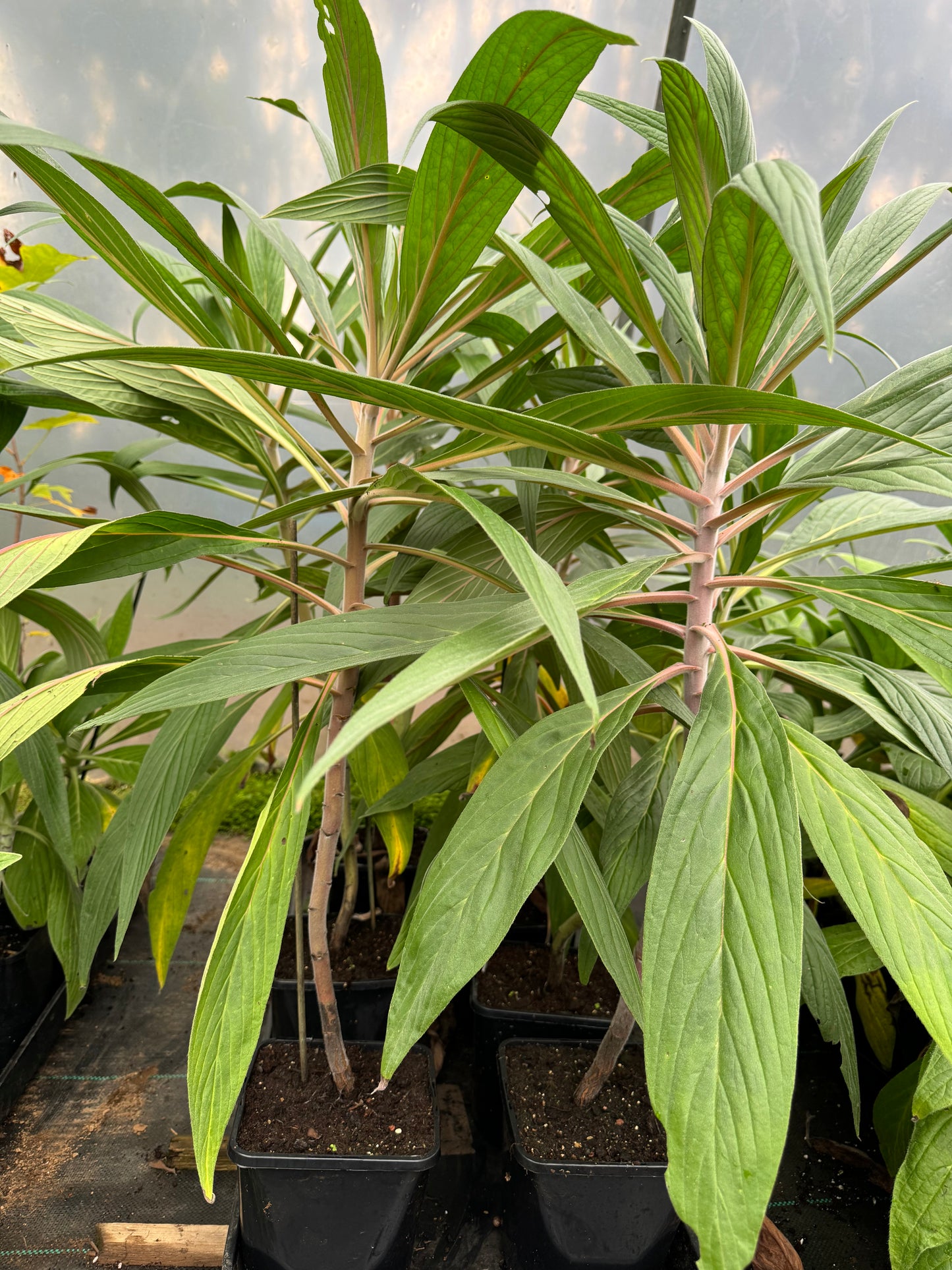 Echium Webbii