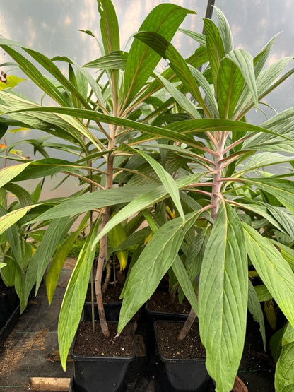 Echium Webbii
