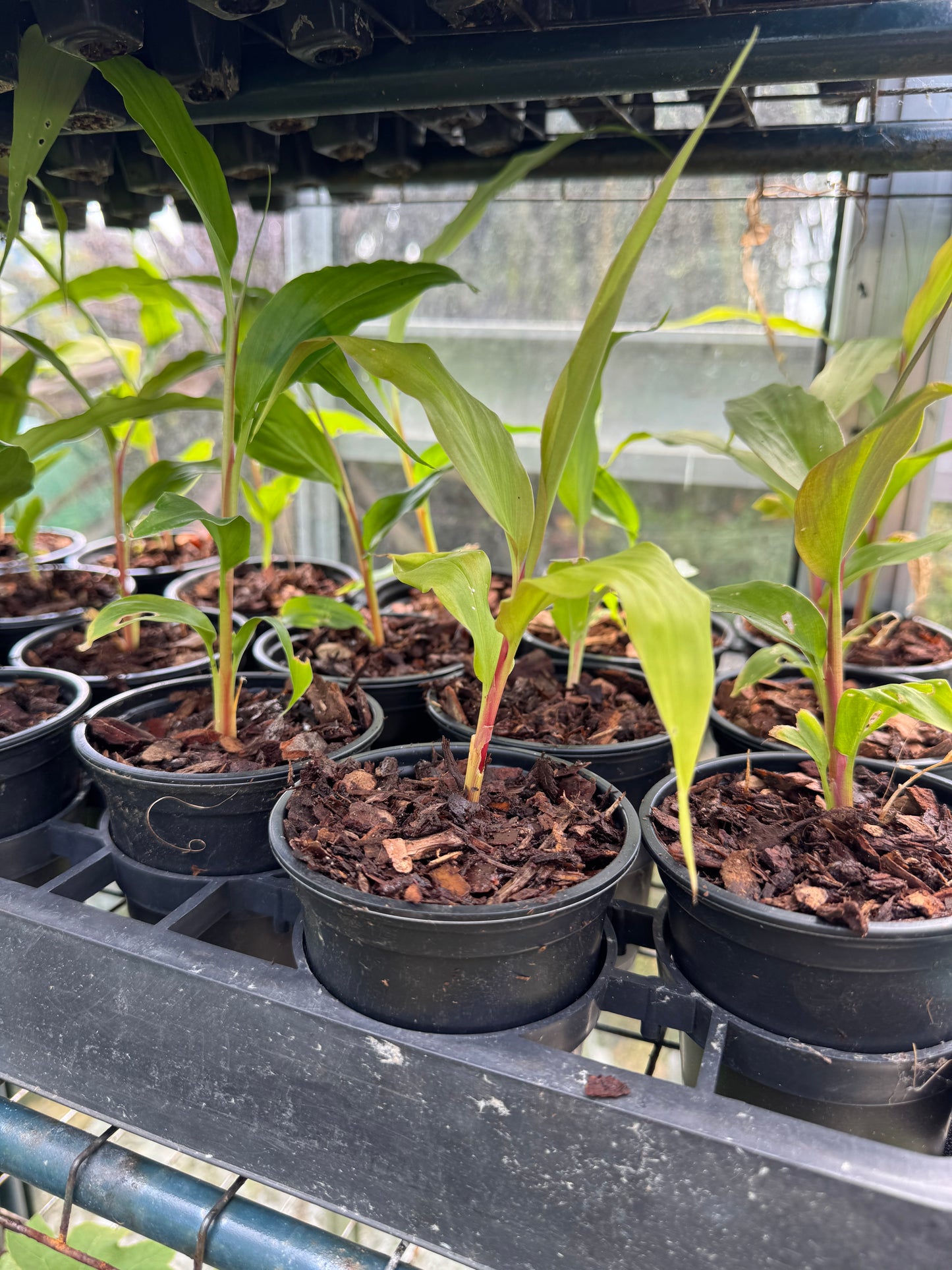 Hedychium densiflorum ‘Assam orange’ 9cm pot