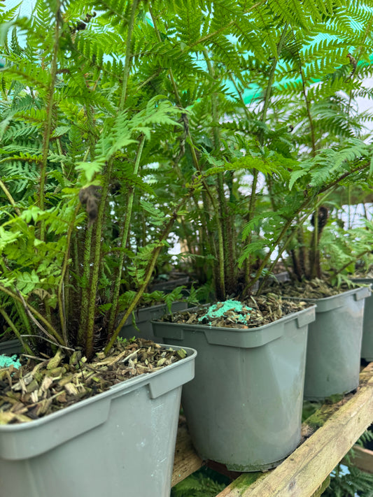 Medium Cyathea cooperi – Tree fern