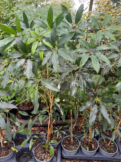 Schefflera alpina