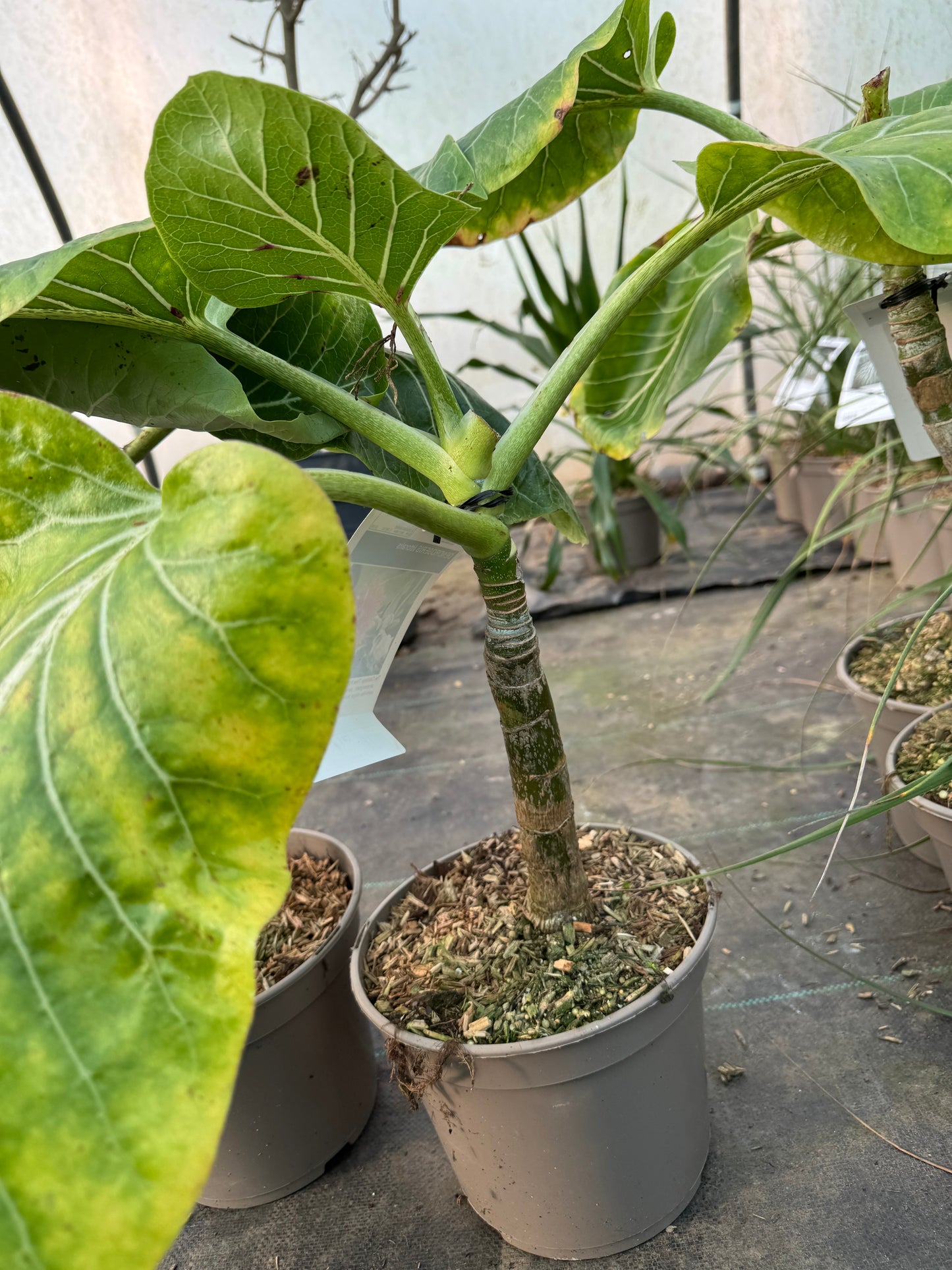 Dendroseris littoralis - The Cabbage Tree