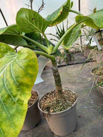 Dendroseris littoralis - The Cabbage Tree