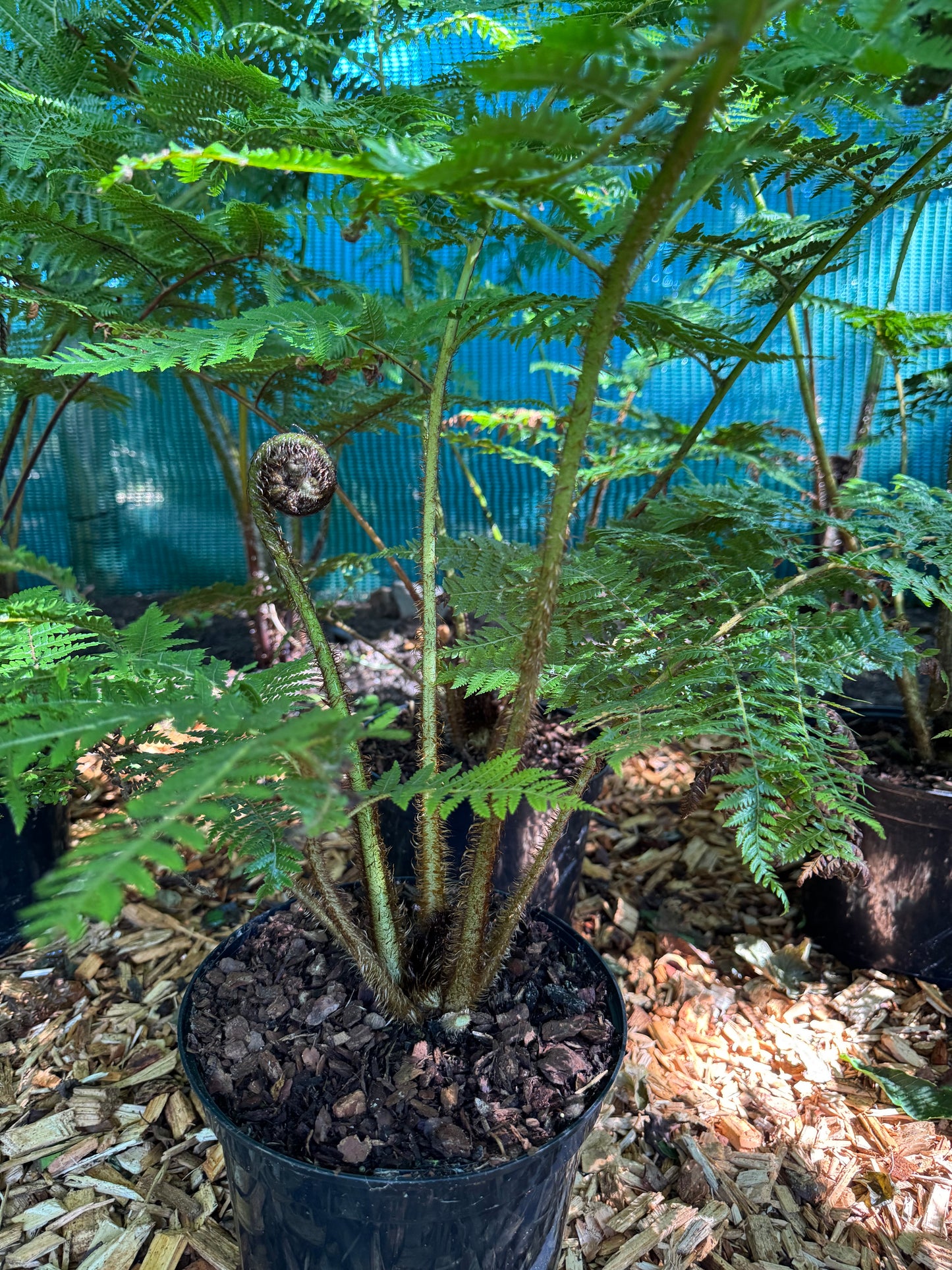 Cyathea medullaris large