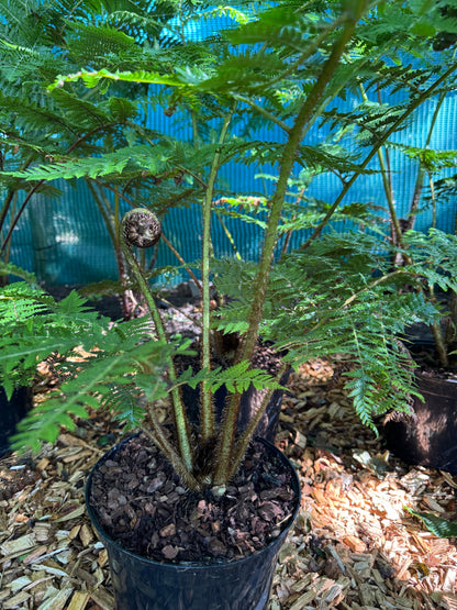Cyathea medullaris large