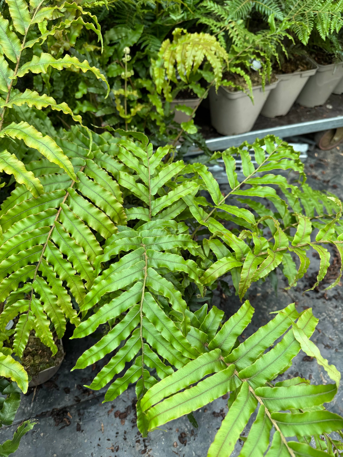 Blechnum novae zealandiae