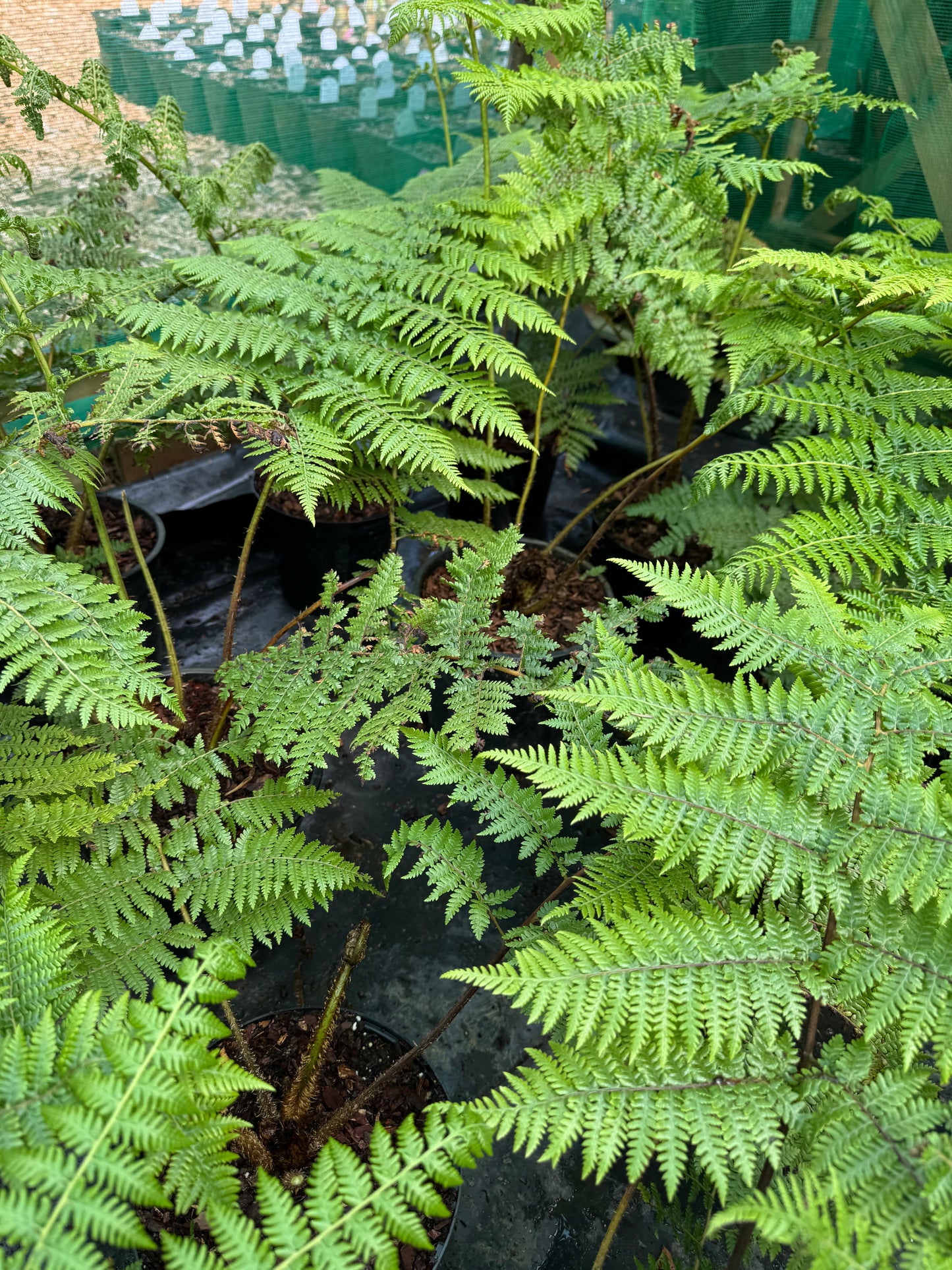 Cyathea medullaris large