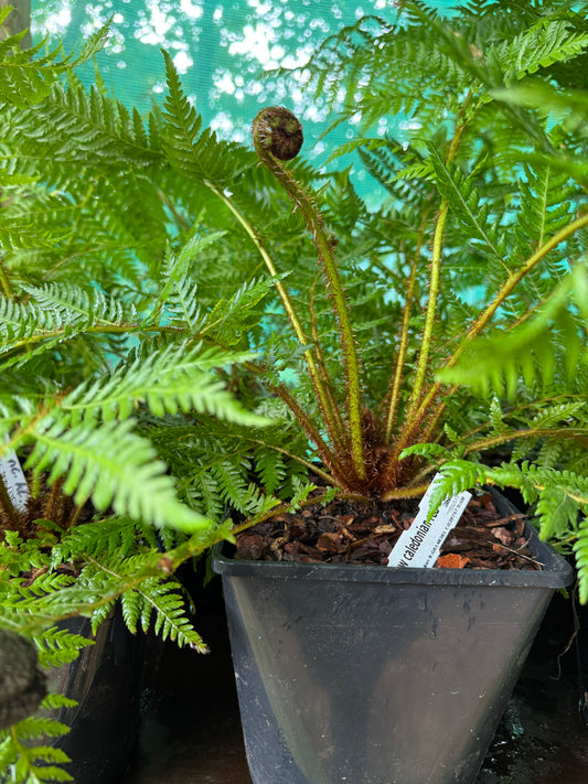 Cyathea novae-caledoniae sp red medium