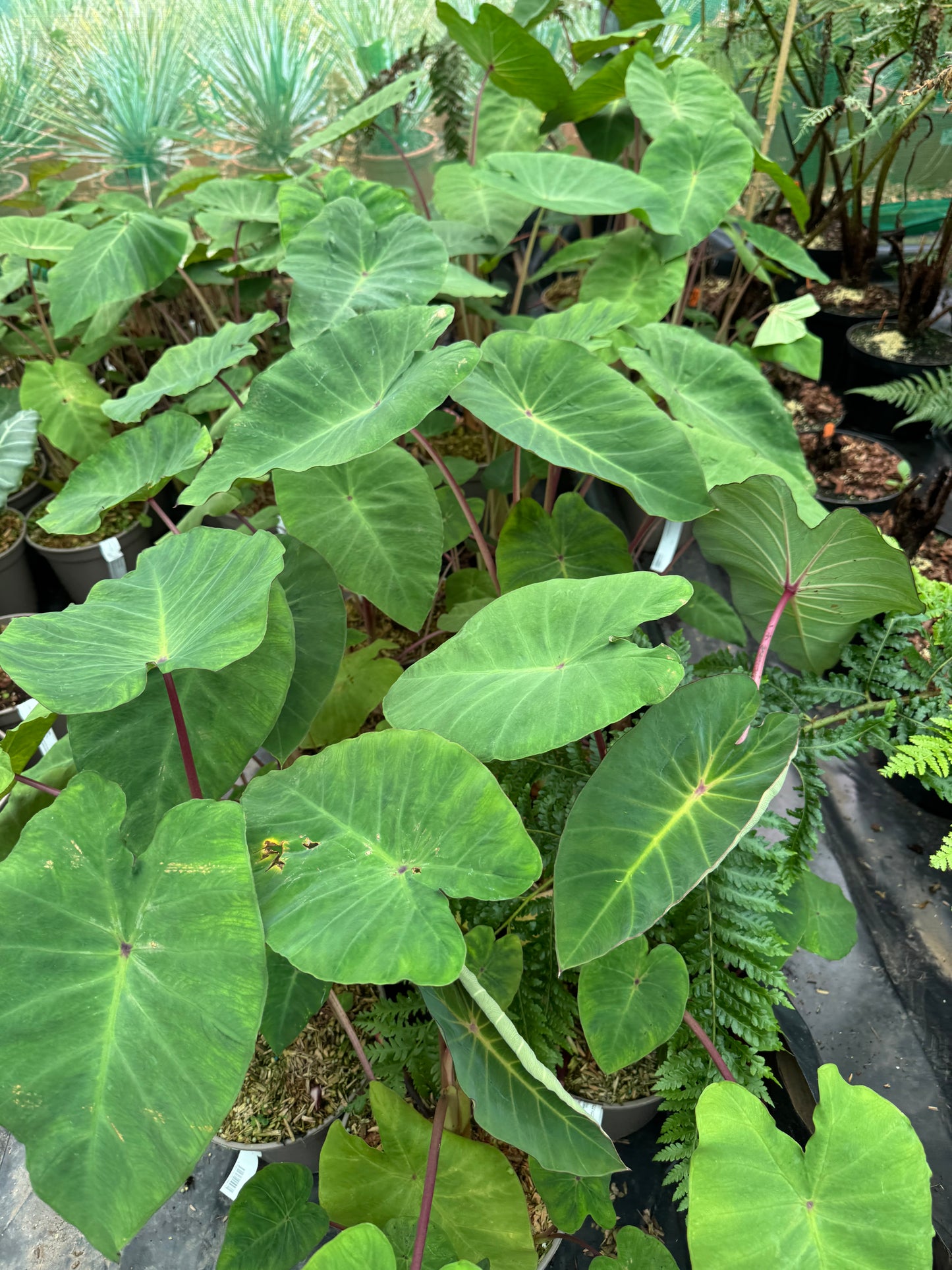 Colocasia ‘Pink China’ 4 litre pots