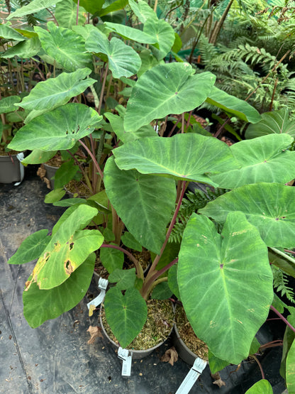 Colocasia ‘Pink China’ 4 litre pots