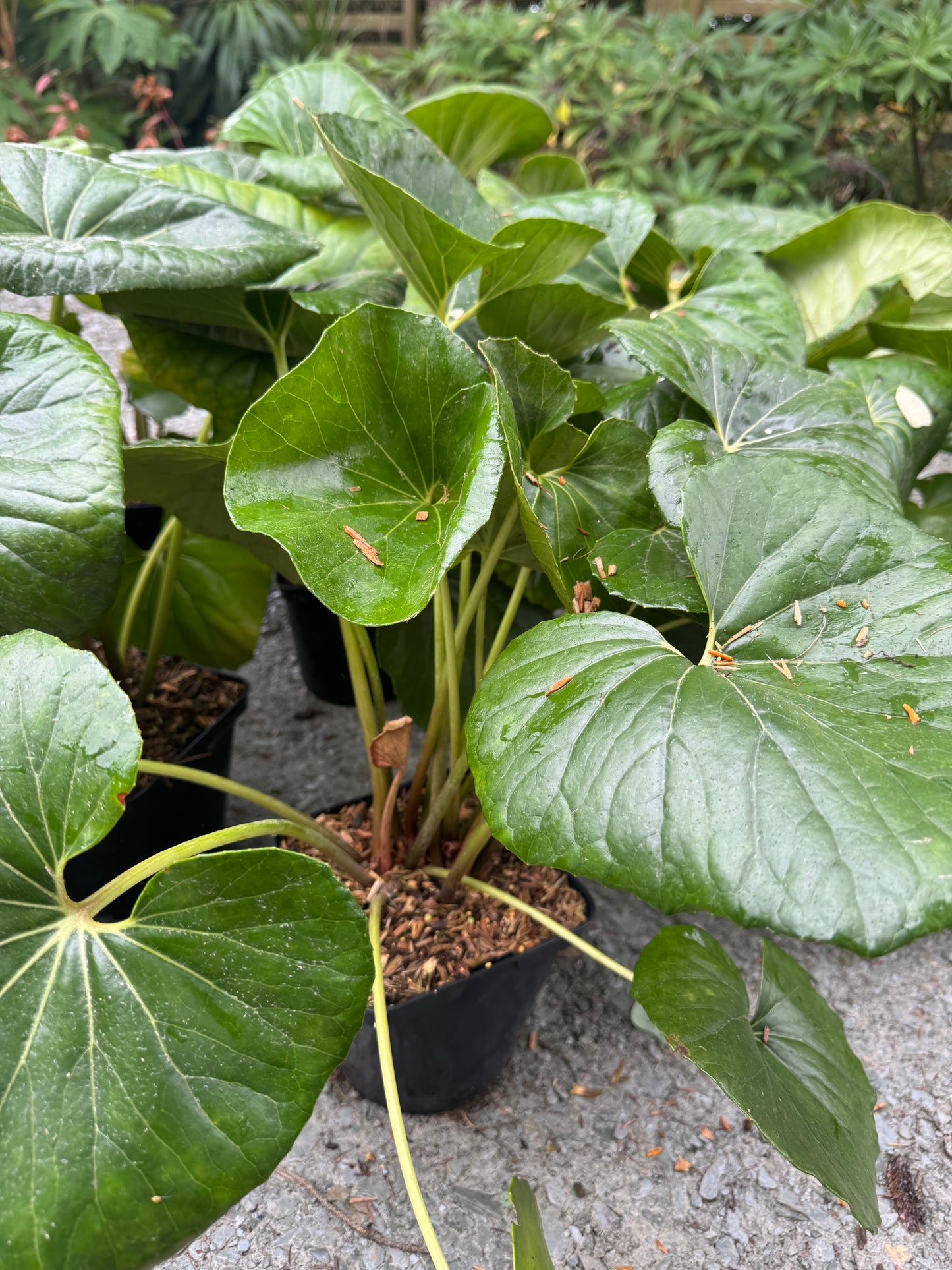 Farfugium japonicum ‘Gigantea’
