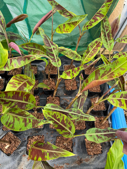 Musa acuminata 'Zebrina'