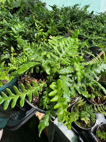 Blechnum cycadifolium – The Cycad-Leaved Tree Fern