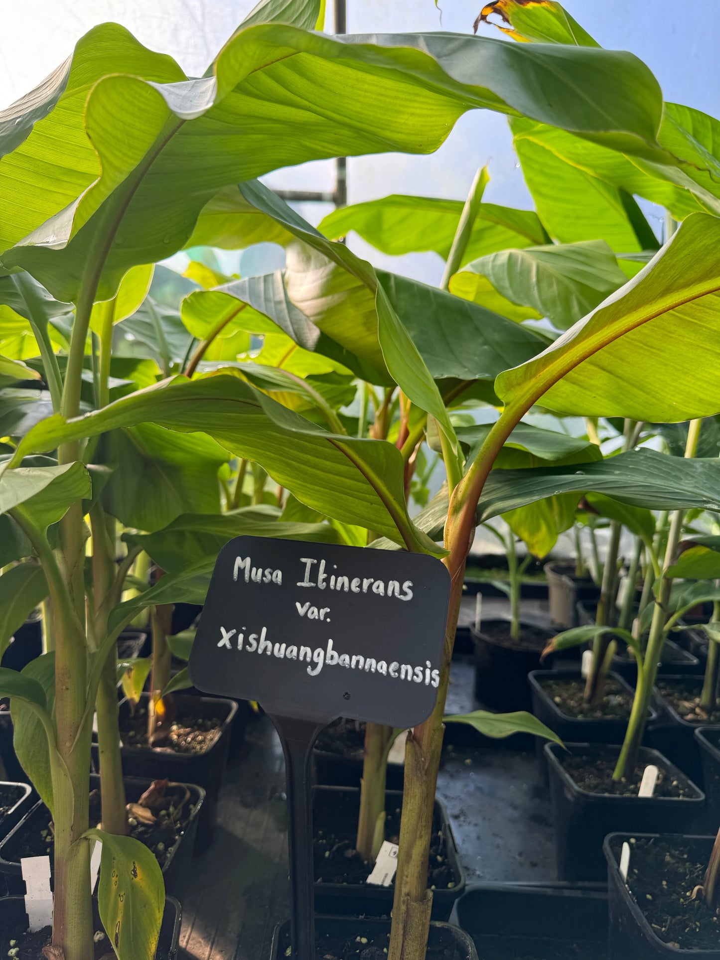 Musa itinerans var. xishuangbannaensis -  'Mekong Giant'