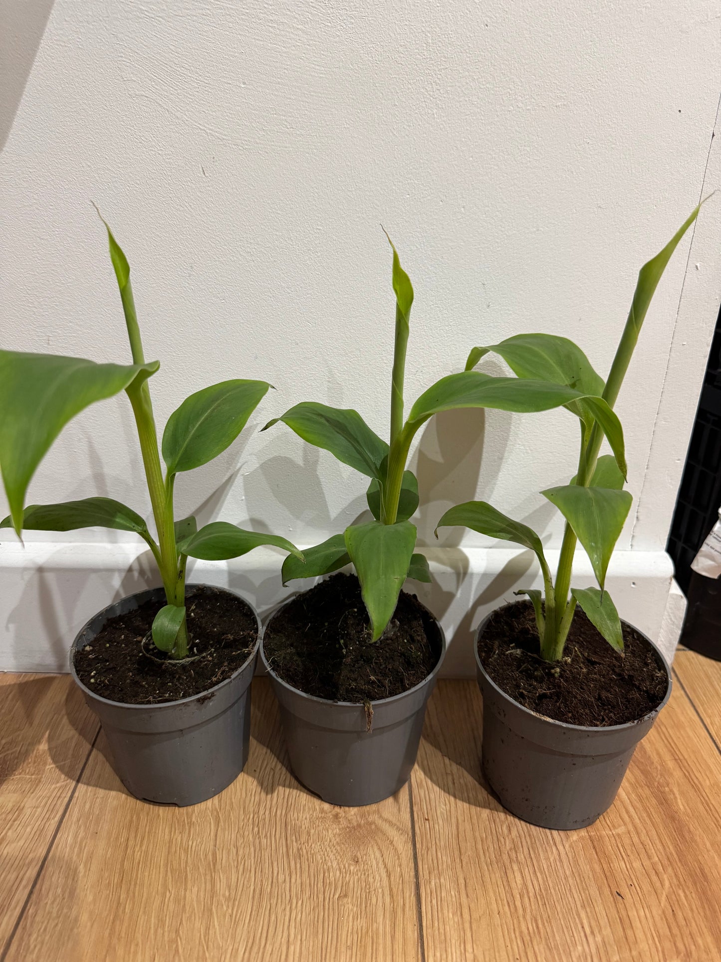 10.5cm pot Musa basjoo